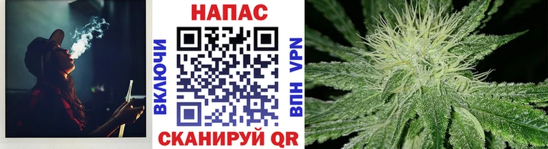 Конопля гибрид  Тотьма 